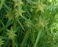 carex grayi 6-11a.jpg